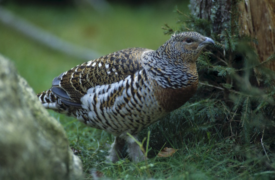 Das viel kleinere Weibchen des Auerhuhns hat schwarze und silberne Querbänder (Bild: © Naturfoto Frank Hecker)
