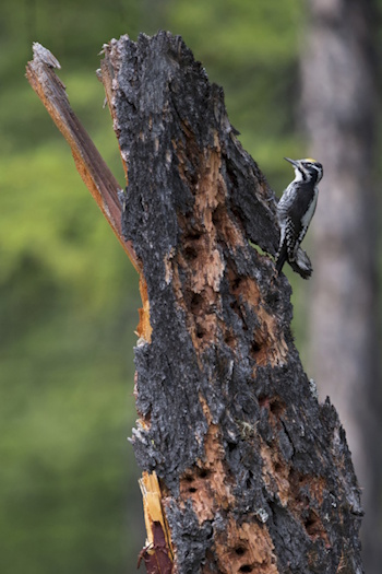 Der Dreizehenspecht, wird auch als ein "Urwaldspecht" bezeichnet (Bild: © Mathias Putze)