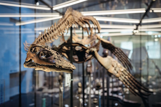 Brancasaurus brancai - im Geomuseum Uni Münster (Aufnahme: Geomuseum Uni Münster / Christoph Steinweg)