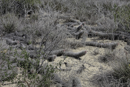Stenocereus eruca ist der Kaktus des Jahres 2025 (Bild: © Manfred Figge)