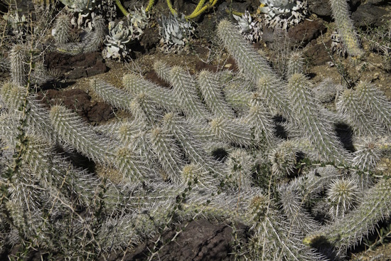 Stenocereus eruca im Huntington Botanical Garden (Bild: © Hardy Hübener)