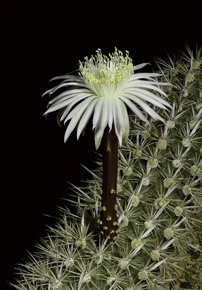 Blüte von Stenocereus eruca (Bild: © Hans Frohning)