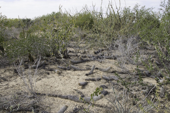 Stenocereus eruca im Habitat - Baja California, Mexiko (Bild: © Hardy Hübener)