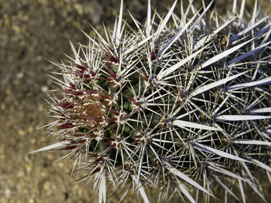 Stenocereus eruca mit roter Bedornung im Neutrieb (Bild: © Hardy Hübener)