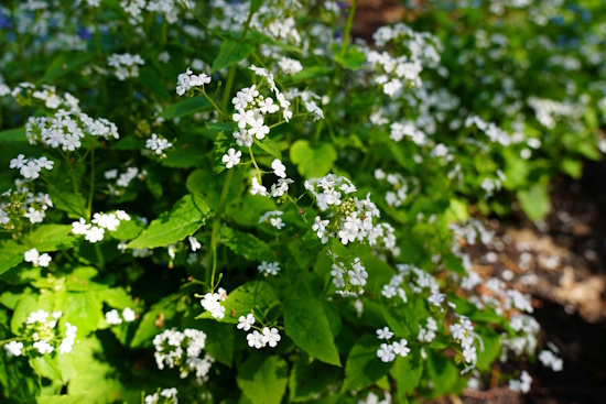Auch Blüten in reinweiß bietet Brunnera macrophylla (Bild: © GMH / Bettina Banse) Auch Blüten in reinweiß bietet Brunnera macrophylla (Bild: © GMH / Bettina Banse)