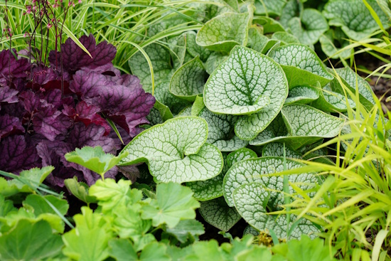 Abwechslungsreiche Bilder von unterschiedlichen Blattformen (Bild: © GMH / Bettina Banse) Abwechslungsreiche Bilder von unterschiedlichen Blattformen (Bild: © GMH / Bettina Banse)