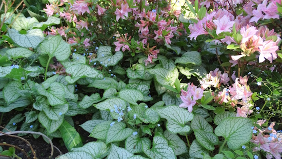 Nocheinmal die ganze Schönheit von Brunnera macrophylla und ihrer Partnerschaft im Beet (Bild: © GMH / Bettina Banse) Nocheinmal die ganze Schönheit von Brunnera macrophylla und ihrer Partnerschaft im Beet (Bild: © GMH / Bettina Banse)