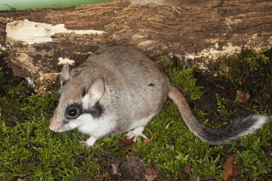 Der Gartenschläfer findet immer weniger natürliche Lebensräume (Bild: © Naturfoto Frank Hecker)