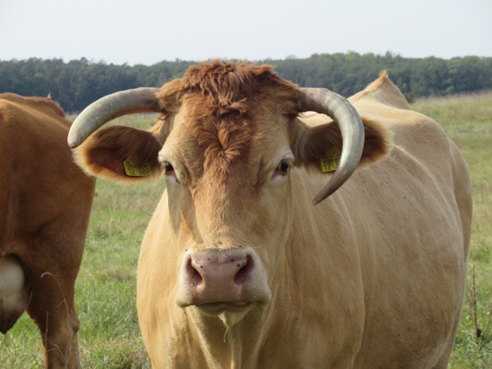 Das Gelbvieh - Mutterkuh - einst gab es über 800.000 Tiere (Bild: © Schmidbauer / GEH)