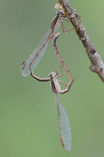 Paarung von der Gemeinen Winterlibelle - Sympecma fusca (Bild: © Michael Frank) Paarung von der Gemeinen Winterlibelle - Sympecma fusca (Bild: © Michael Frank)