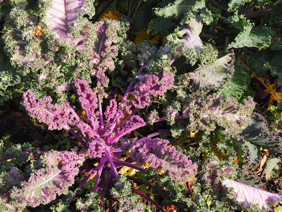 Formenreiche Blätter des Blattkohls (Bild: © Maria Madani) Formenreiche Blätter des Blattkohls (Bild: © Maria Madani)