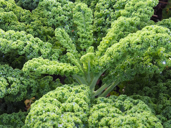 Der Blattkohl wurde zum Gemüse der Jahre 2025/26 ernannt (Bild: © Maria Madani) Der Blattkohl wurde zum Gemüse der Jahre 2025/26 ernannt (Bild: © Maria Madani)