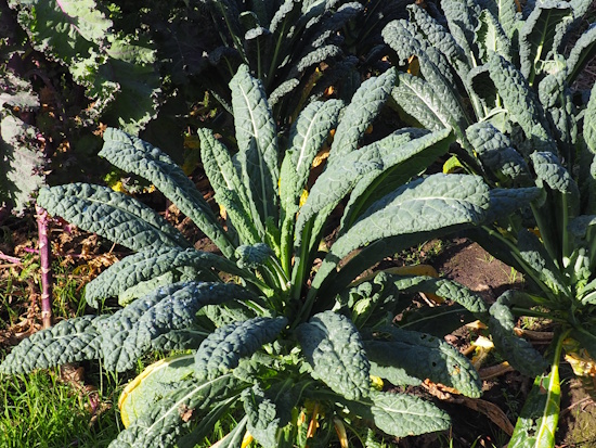 Der Palmkohl ist eine Varietät des Gemüsekohls (Bild: © Maria Madani) Der Palmkohl ist eine Varietät des Gemüsekohls (Bild: © Maria Madani)