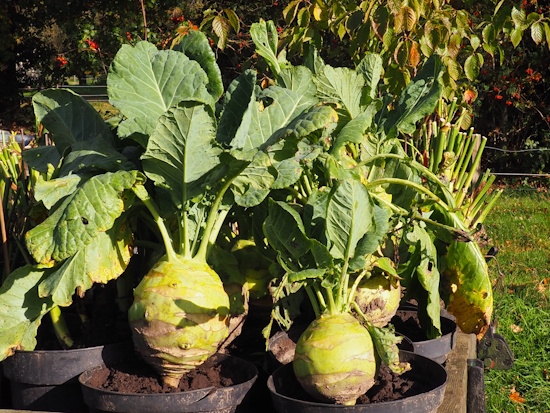 Kohlrabi ist eine kalorienarme, nährstoffreiche Gemüsepflanze (Bild: © Maria Madani) Kohlrabi ist eine kalorienarme, nährstoffreiche Gemüsepflanze (Bild: © Maria Madani)