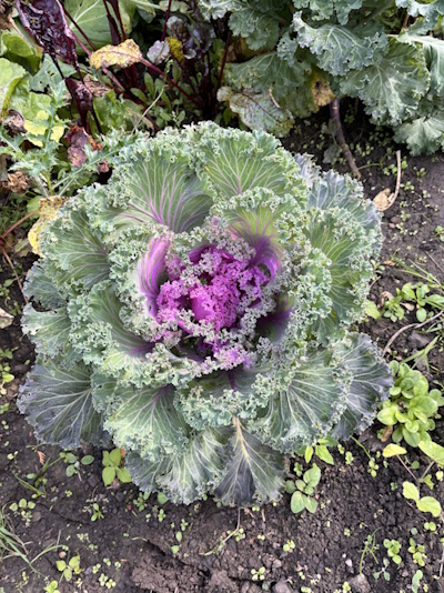 Zierkohl - hier findet man viele unterschiedliche Sorten (Bild: © Sabine Kersebaum) Zierkohl - hier findet man viele unterschiedliche Sorten (Bild: © Sabine Kersebaum)