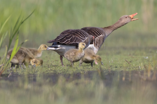 Die Gänseküken verlassen das Nest schon innerhalb weniger Stunden (Bild: © Gunther Zieger) Die Gänseküken verlassen das Nest schon innerhalb weniger Stunden (Bild: © Gunther Zieger)
