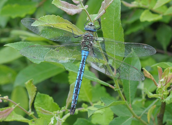 Hier: Zum Vergleich die Große Königslibelle 'Anax imperator' (Bild: © Angela Bruens) Hier: Zum Vergleich die Große Königslibelle 'Anax imperator' (Bild: © Angela Bruens)