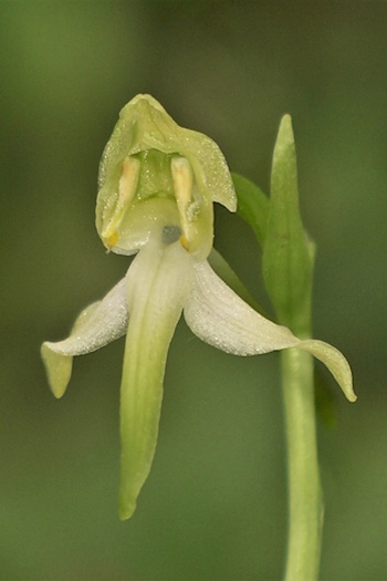 Einzelblüte der Grünen Waldhyazinthe (Bild: © Adolf Riechelmann, AHO Bayern) Einzelblüte der Grünen Waldhyazinthe (Bild: © Adolf Riechelmann, AHO Bayern)
