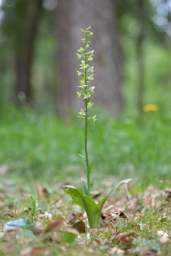 Die Grünliche Waldhyazinthe - Platanthera chloranta - ist die Orchidee des Jahres 2025 (Bild: © Adolf Riechelmann, AHO Bayern) Die Grünliche Waldhyazinthe - Platanthera chloranta - ist die Orchidee des Jahres 2025 (Bild: © Adolf Riechelmann, AHO Bayern)