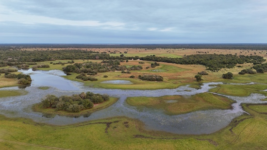 Cerrado-Savanne wichtiger Lebensraum für das Riesengürteltier (Bildreferent: © ICAS)