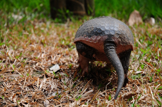 Südliches Nacktschwanzgürteltier - typisch der weiche Rückenpanzer der den gesamten Körper bedeckt (Bildreferent: © Fundación Omacha)