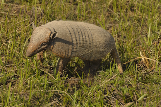 Das Sechsbindengürteltier - Euphractus sexcinctus (Bildreferent: © ICAS)