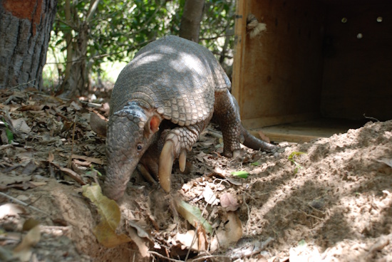 Das Riesengürteltier bewohnt sowohl offene Landschaften als auch Wälder (Bildreferent: © ICAS)