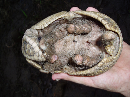 Schutz vor Feinden - zur Kugel zusammenrollen (Bildautor: © ICAS)