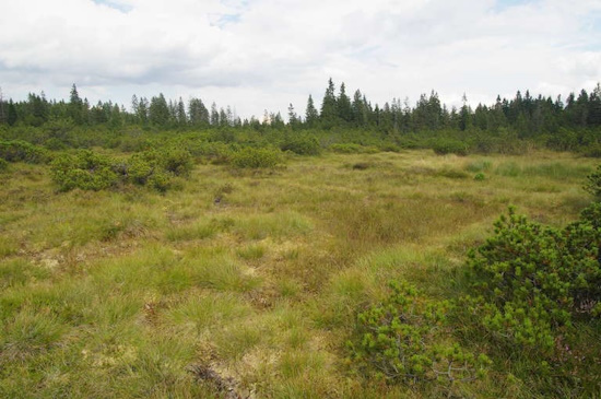 Habitat der Kreuzotter - waldreich aber mit Lichtungen aufweisend (Bild: © Andreas Nöllert) Habitat der Kreuzotter - waldreich aber mit Lichtungen aufweisend (Bild: © Andreas Nöllert)