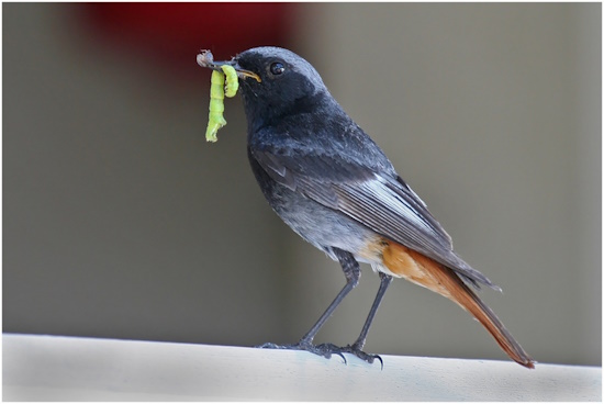 Hausrotschwanz-Männchen mit reichlicher Beute (Bild: © Maximilian Dorsch) Hausrotschwanz-Männchen mit reichlicher Beute (Bild: © Maximilian Dorsch)