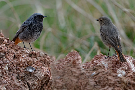 Gartenrotschwanz-Pärchen - außerhalb der Brutzeit sind sie eher Einzelgänger (Bild: © Maximilian Dorsch) Gartenrotschwanz-Pärchen - außerhalb der Brutzeit sind sie eher Einzelgänger (Bild: © Maximilian Dorsch)
