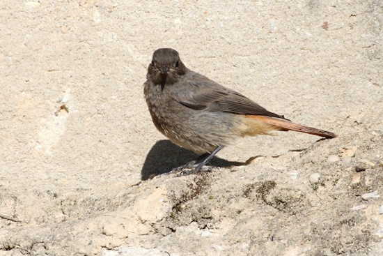 Beim genauen hinsehen, kann man die Weibchen von Garten- und Hausrotschwanz gut auseinander halten (Bild: © Dirk Schieder) Beim genauen hinsehen, kann man die Weibchen von Garten- und Hausrotschwanz gut auseinander halten (Bild: © Dirk Schieder)
