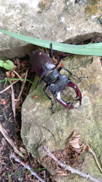 Hirschkäfer-Männchen mit einem imposanten Geweih (Bild: © B. Neckermann)