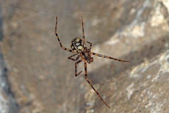 Die Gefleckte Höhlenspinne - hier ein Weibchen im Netz - ist das Höhlentier des Jahres 2024 (Bild: © Klaus Bogon, Sontra)