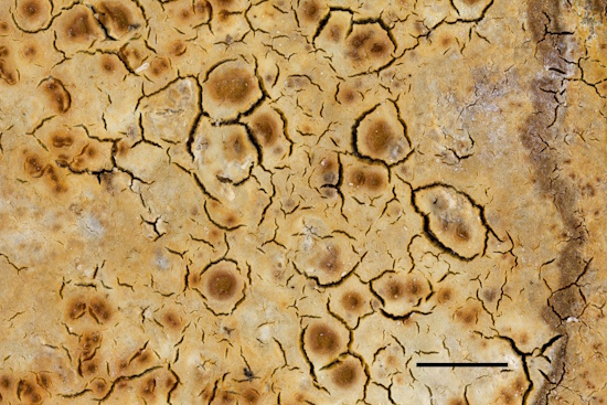 Die Gefährdungen für die Wasser-Hautfleche sind vielschichtig (Bild: © Norbert Stapper) Die Gefährdungen für die Wasser-Hautfleche sind vielschichtig (Bild: © Norbert Stapper)