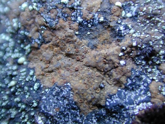 Hymenelia lacustris - eine Aufnahme aus Grönland (Bild: © Wolfgang von Brackel)