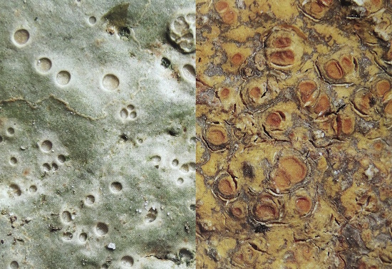 Hymenelia lacustris - Aufnahme vom Feldberg-Gebiet, Südschwarzwald (Bild: © Volkmar Wirth) Hymenelia lacustris - Aufnahme vom Feldberg-Gebiet, Südschwarzwald (Bild: © Volkmar Wirth)