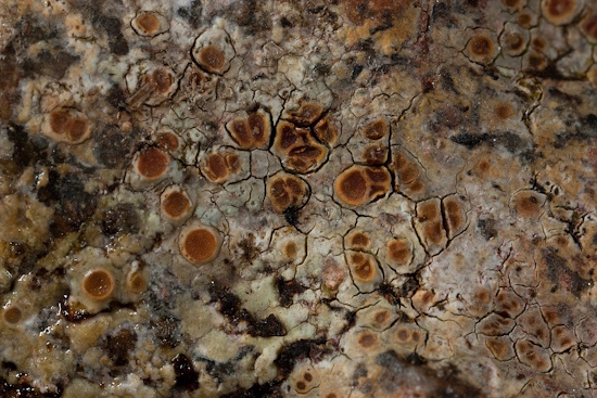 Die Wasser-Hautflechte - aufgenommen im Südschwarzwald (Bild: © Volkmar Wirth)