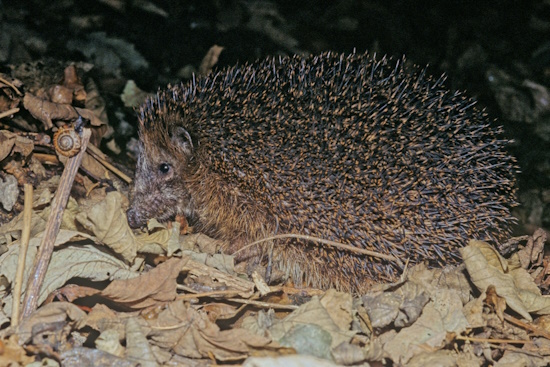 Igel sind Nachttiere und Einzelgänger (Bild: © Thomas Stephan)