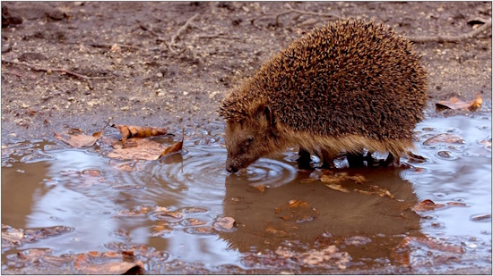 Naturbelassene Gärten verschwinden - verwilderte Brachflächen werden bebaut (Bild: © Maximilian Dorsch)