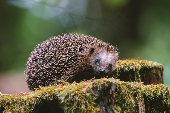 Der Braunbrustigel ist das Tier des Jahres 2024 (Bild: © Raimund Linke)