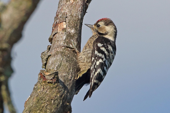 Der Kleinspecht - die kleinste europäische Spechtart (Bild: © Dirk Schieder)