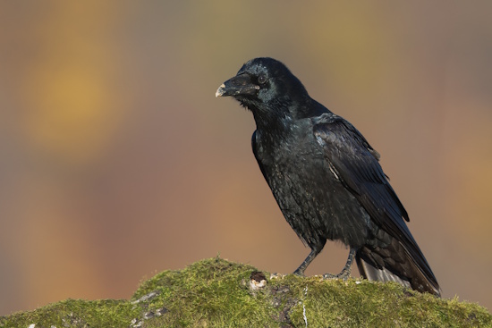 Der Kolkrabe ist der größte Singvogel der Welt - er ist ein Meister der Lüfte (Bild: © Gunther Zieger)