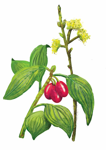 Die Früchte stellen für die Vogelarten eine wichtige Nahrungsquelle dar (Illustration: © Erik Tuckow) Die Früchte stellen für die Vogelarten eine wichtige Nahrungsquelle dar (Illustration: © Erik Tuckow)