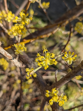 Blüten der Kornelkirsche im Februar (Bild: © Heckenretter e.V.) Blüten der Kornelkirsche im Februar (Bild: © Heckenretter e.V.)