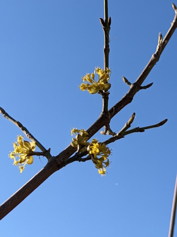 Die Knospen sind aufgegangen, die Blüten erscheinen (Bild: © Heckenretter e.V.) Die Knospen sind aufgegangen, die Blüten erscheinen (Bild: © Heckenretter e.V.)