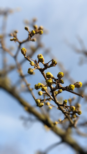 Die Blüten, hier Knospen, erscheinen vor dem Blattaustrieb (Bild: © Heckenretter e.V.) Die Blüten, hier Knospen, erscheinen vor dem Blattaustrieb (Bild: © Heckenretter e.V.)