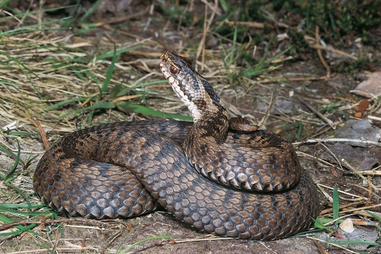 Schlange der Superlative - die Kreuzotter ist das Reptil des Jahres 2024 (Bild: © Andreas & Christel Nöllert)