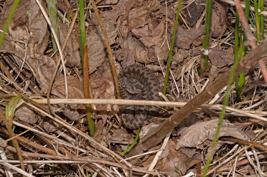 Es bedarf großer Anstrengungen um Schutzmaßnahmen für die Kreuzotter durchzuführen (Bild: © Andreas & Christel Nöllert) Es bedarf großer Anstrengungen um Schutzmaßnahmen für die Kreuzotter durchzuführen (Bild: © Andreas & Christel Nöllert)