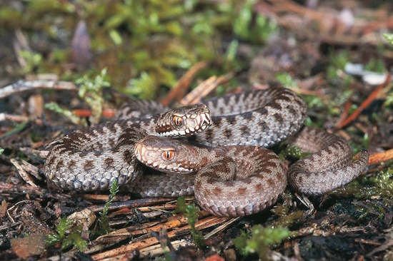 Zwei Kreuzottern treten gemeinsam auf - die schlitzförmigen Pupillen sind sehr gut zu sehen (Bild: © Andreas & Christel Nöllert) Zwei Kreuzottern treten gemeinsam auf - die schlitzförmigen Pupillen sind sehr gut zu sehen (Bild: © Andreas & Christel Nöllert)